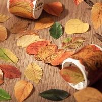 Fallen Leaves Series Beautiful Paper Sticker